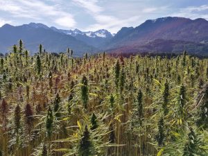 PanXchange® Hemp: Benchmarks & Analysis – Feb 2019