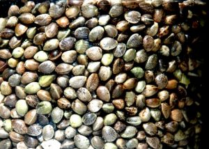 hemp seeds