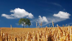 PXAfrica Launches Into World Wheat Market, Grows 150% Since Launch