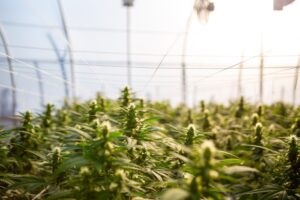 Over-Hyped Hemp? Amid Price Drop And A Big Bankruptcy, Some Farmers Feel Burned