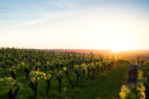 Wine