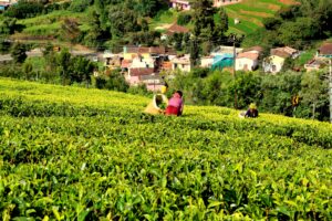 Tea Garden