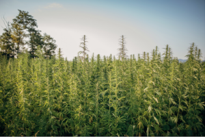 5 Hemp Projects in USDA Climate Smart Commodities 2nd Announcement