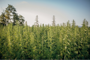 PanXchange® Hemp: Benchmarks & Analysis – Mar 2023