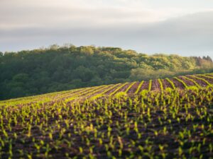 Agricultural Carbon Credits- Listen to the Farmers